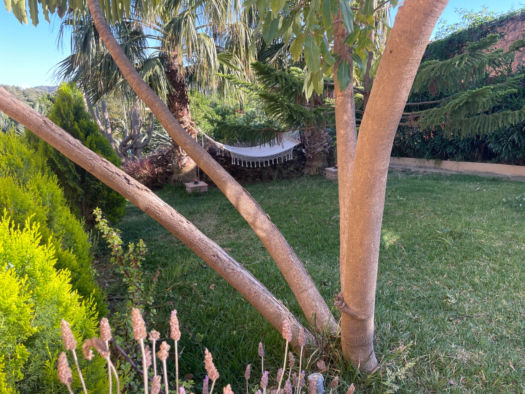 A hammock under the palms in the Casa Eden garden