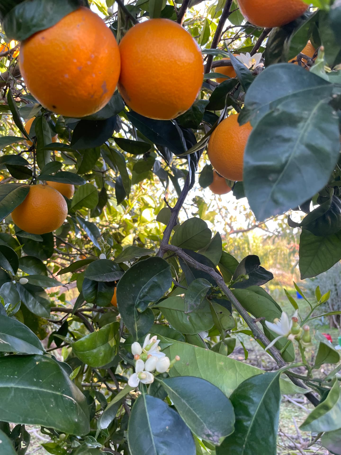 Oranges ripening on the tree in the Casa Eden garden