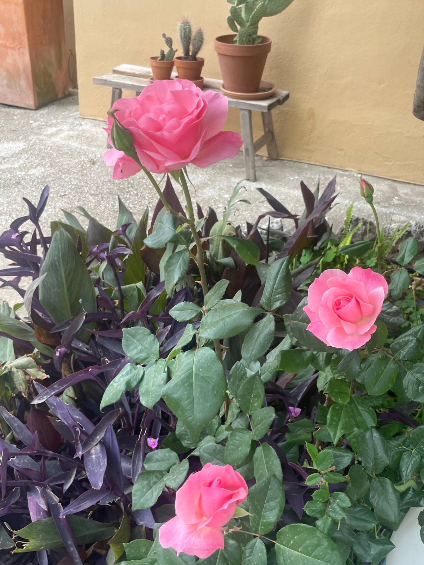 Pink roses in bloom by the courtyard wall