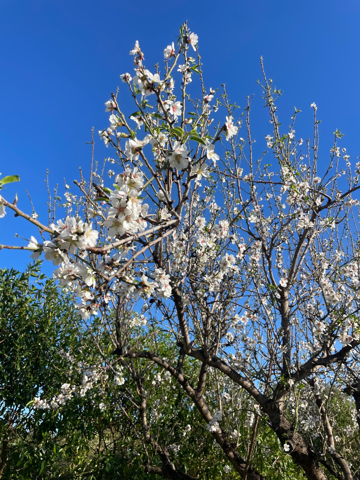 Almond blossom against a blue Andalusian sky
