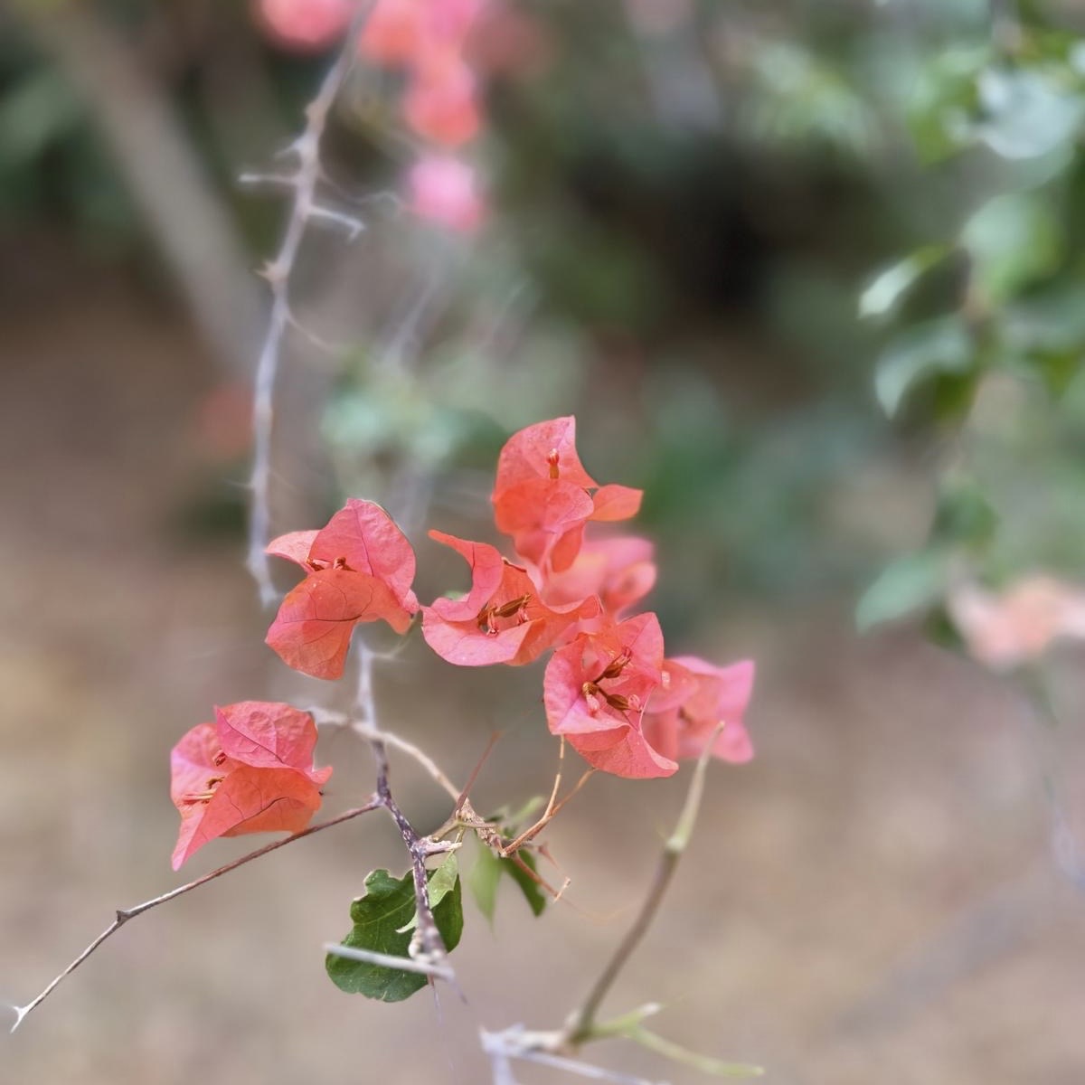 Coral bougainvillea blossom in the garden