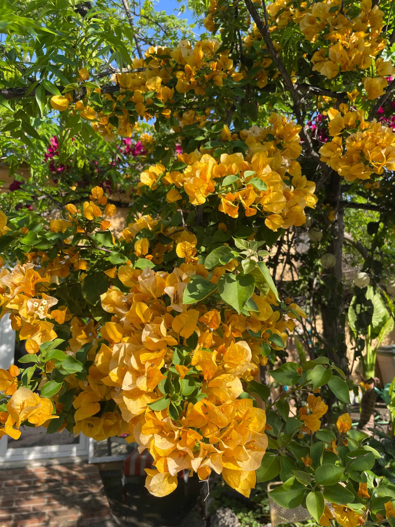 Yellow bougainvillea cascading through the garden