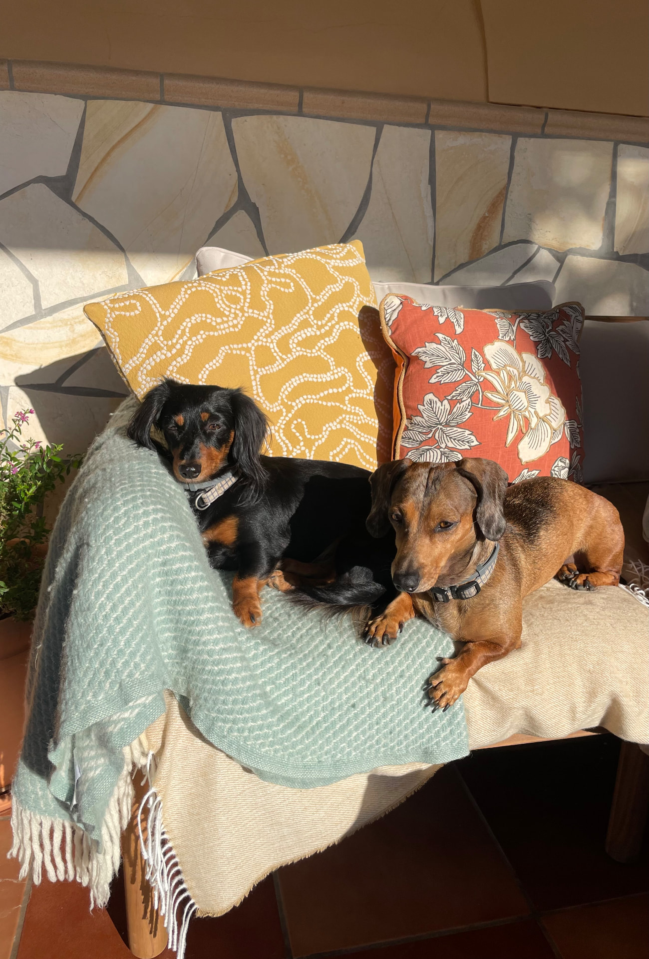 Two dachshunds relaxing on a garden lounge chair at Casa Eden