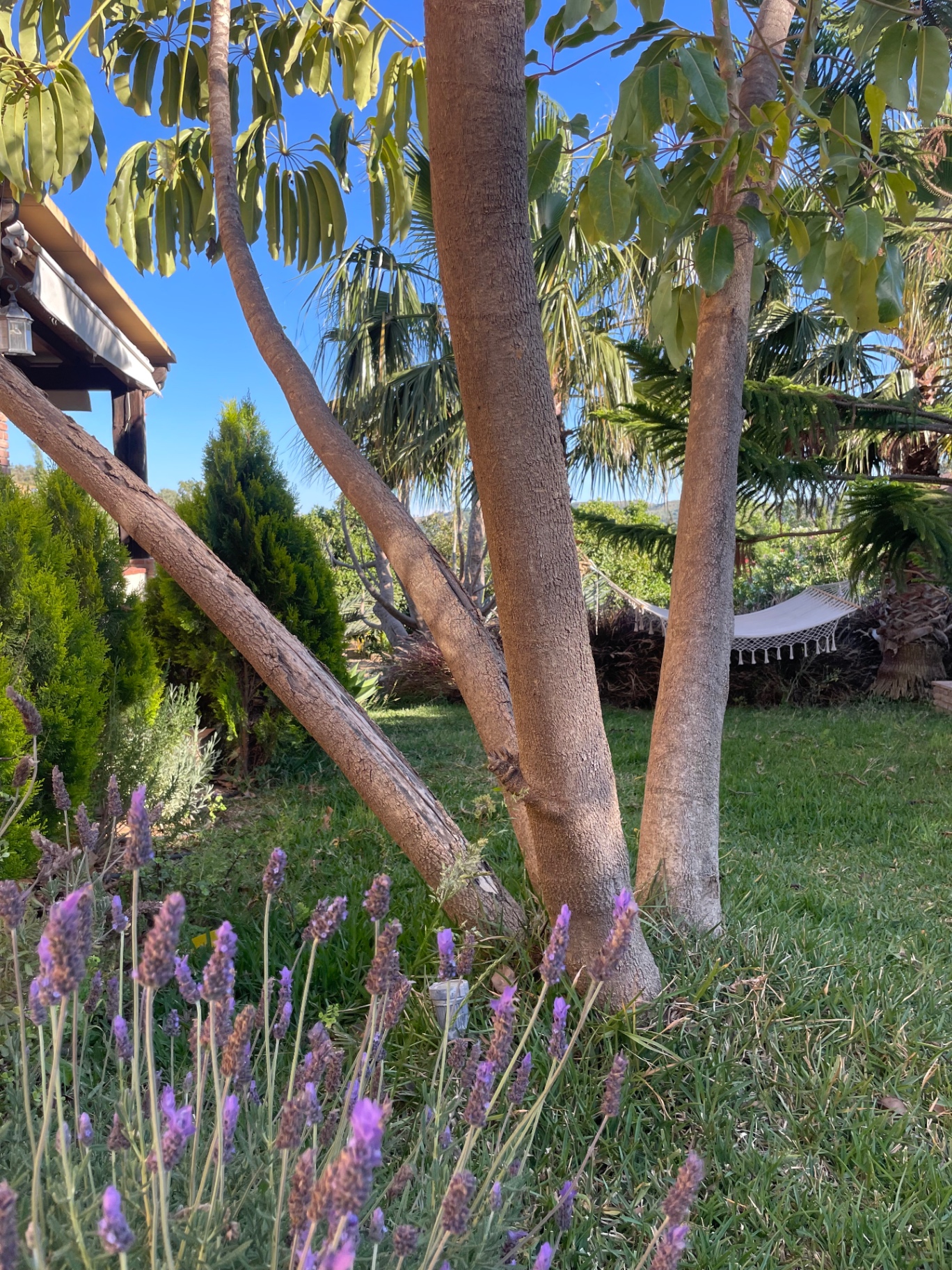The garden at Casa Eden in Mijas, Andalucía — fruit trees, flowers and Andalusian countryside